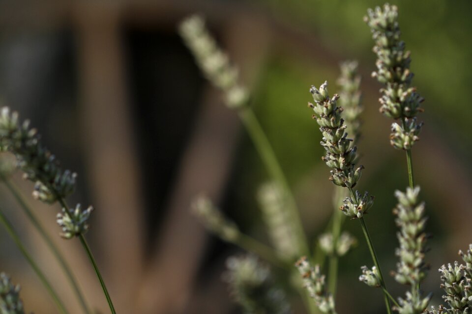 Nature violet blooming