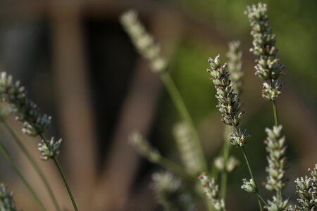 Nature violet blooming