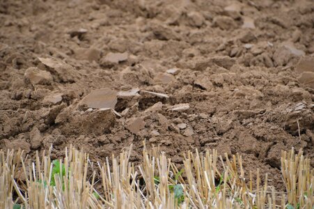Straw wheat agriculture