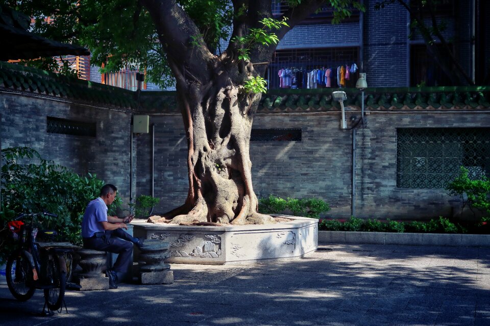Tree environment sun