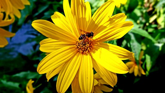 Yellow hoverfly autumn photo