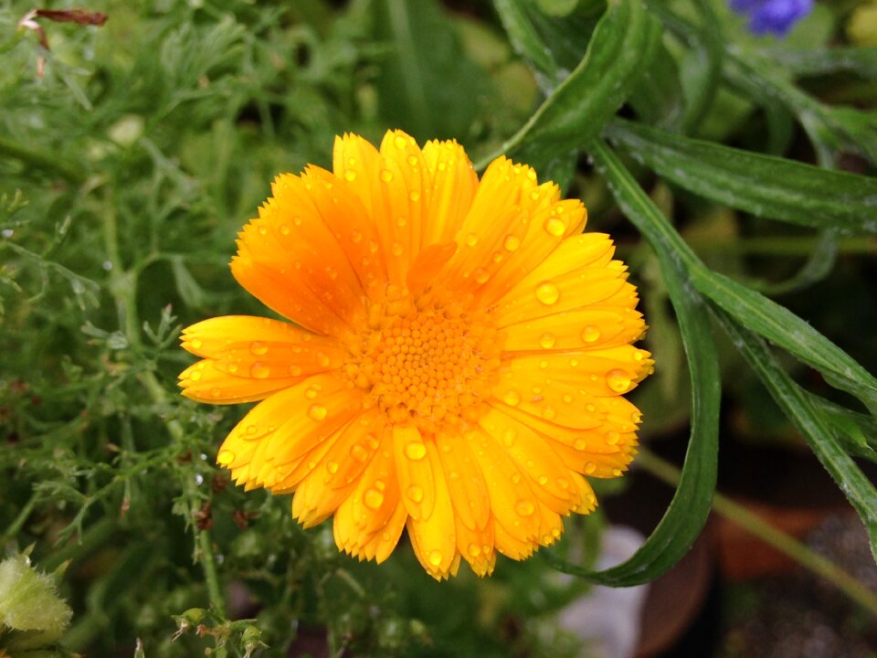 Composites nature flower