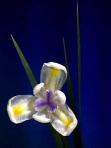 Flower petals plant
