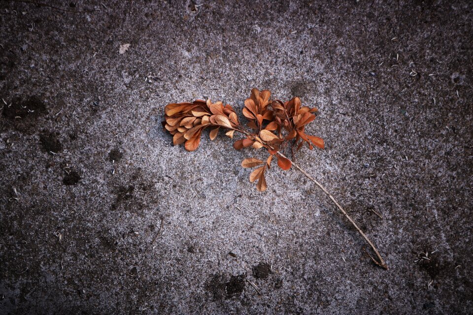 Dead leaves ground autumn