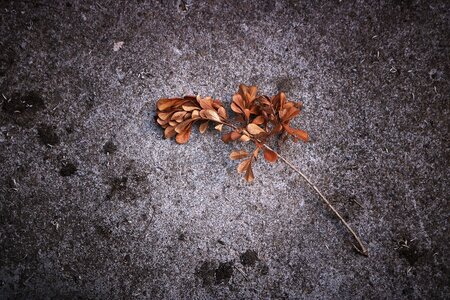 Dead leaves ground autumn photo