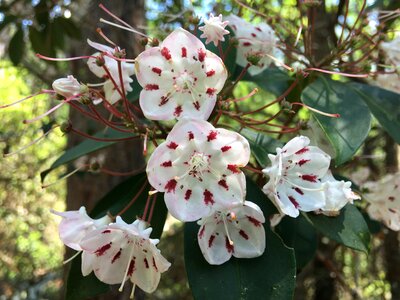 Wild blooms plant photo