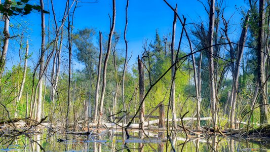 Nature biotope green