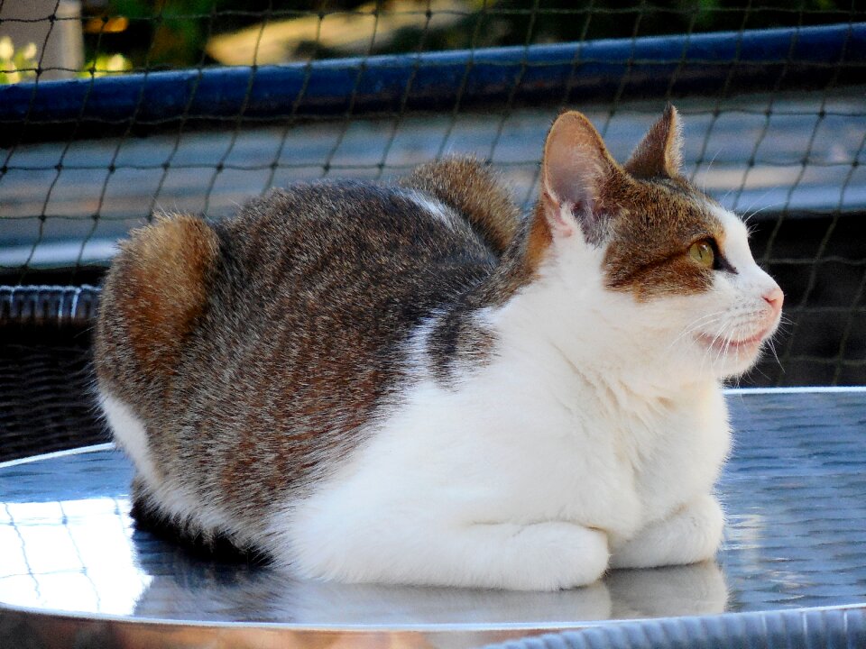 View animal rest