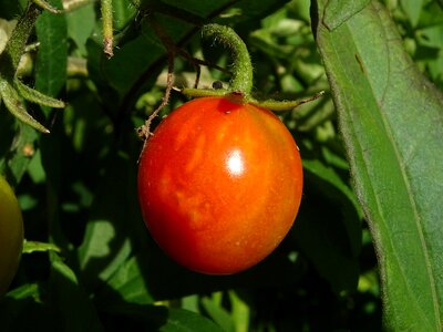 Orchard vegetables plant
