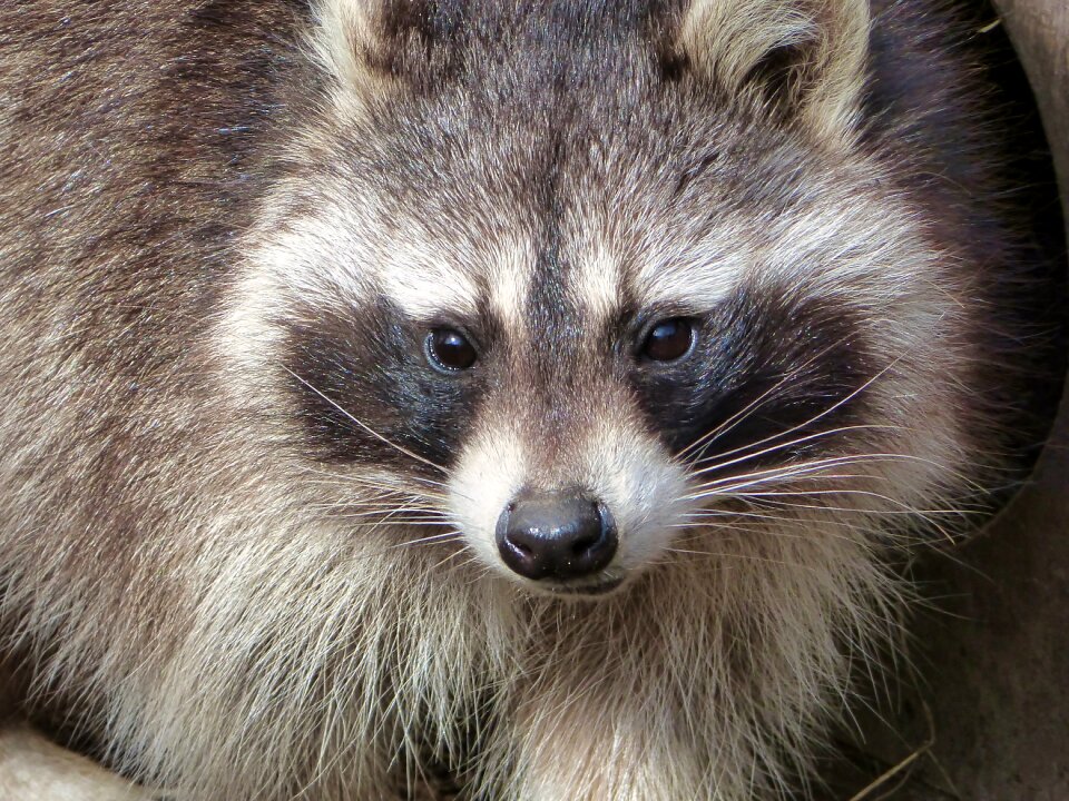 Raccoon zoo osnabrück photo