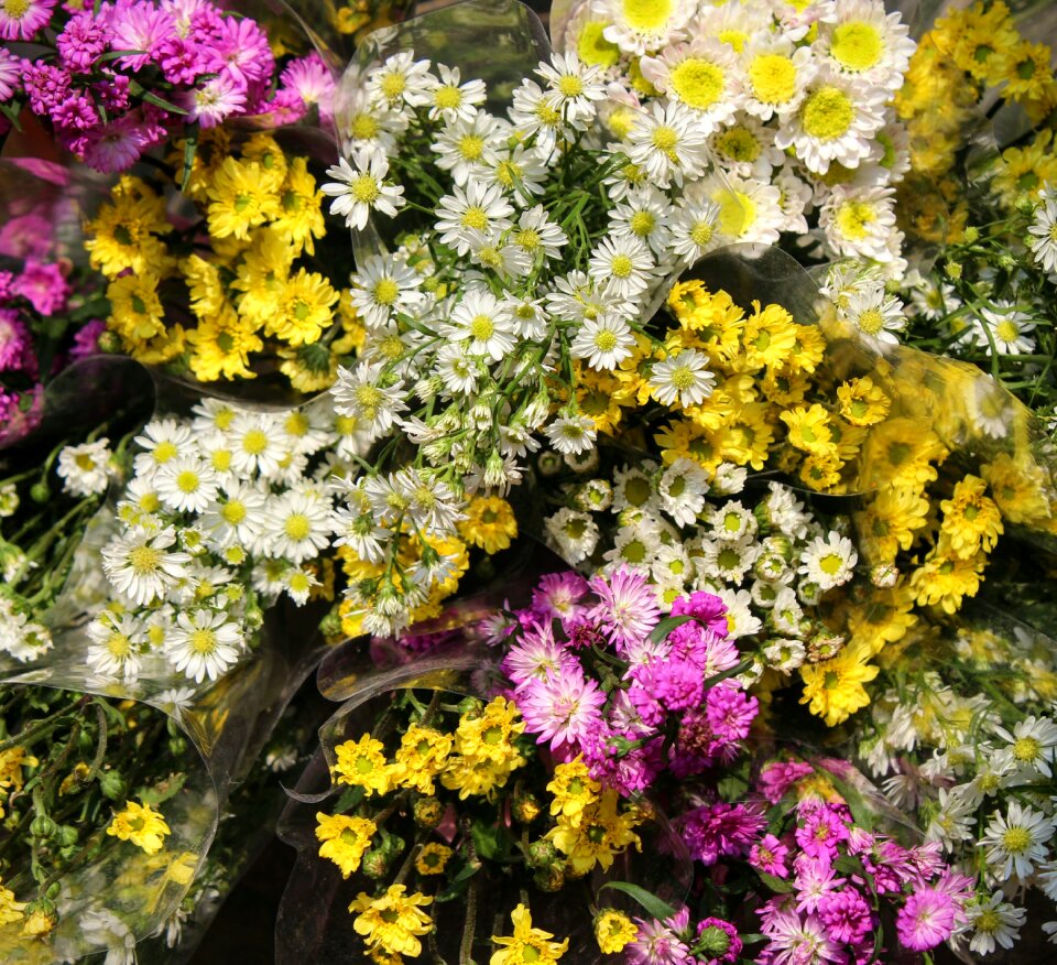 Yellow white gorgeous