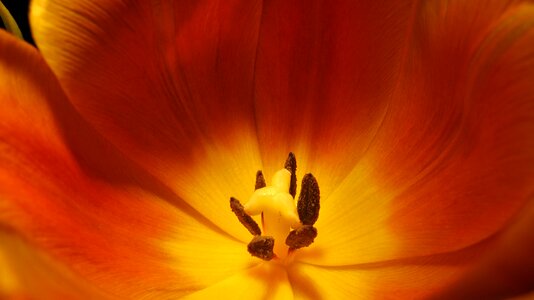 Bloom flora pollen