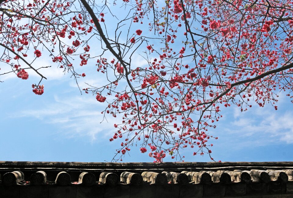 Temple in yunnan province cherry blossom