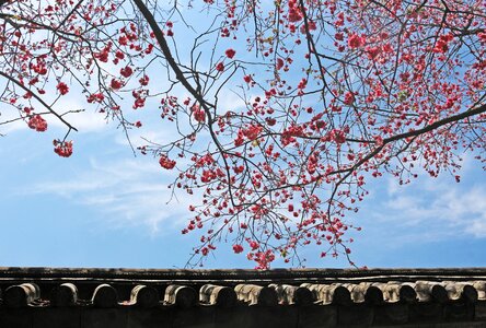 Temple in yunnan province cherry blossom photo