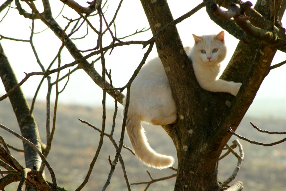 Feline housecat pets