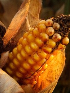 Yellow agriculture foliage