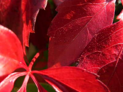 Red autumn wine partner