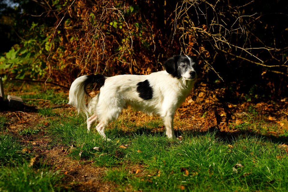 Garden attention pet