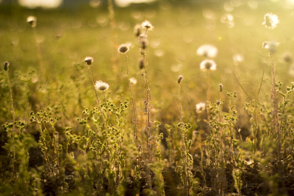 Yellow sunflower twilight