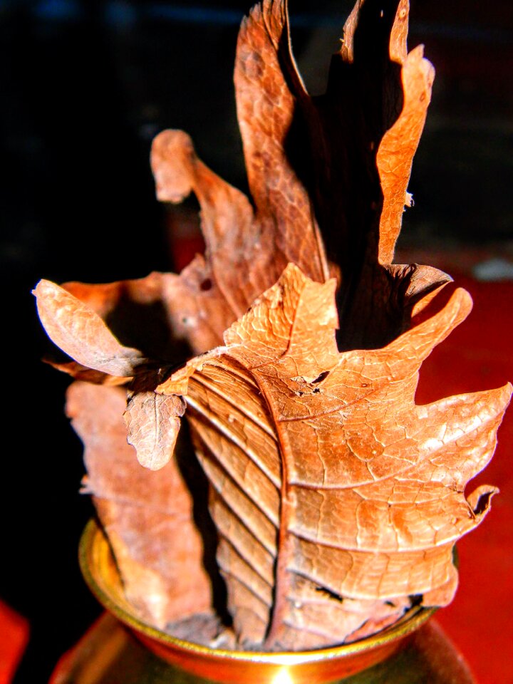 Dry leave golden