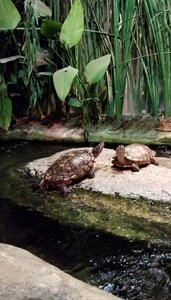 Creek carapace shell