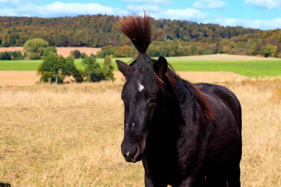 Mane pasture demeter farm
