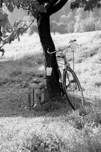 Garden black and white retro photo