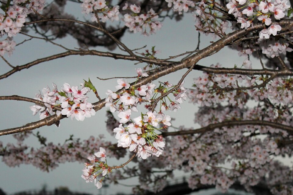 Spring nature plant