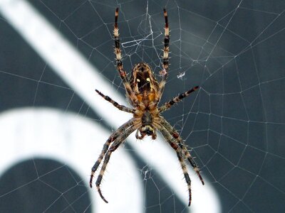 Spider web close up