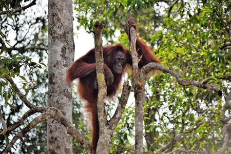 Orang utan kalimantan indonesia