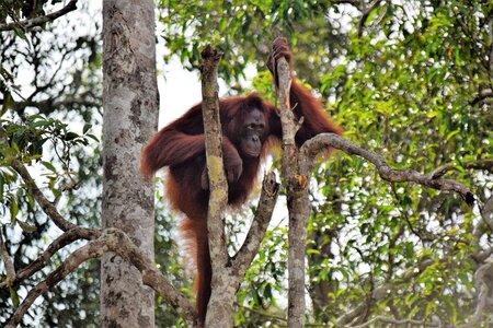 Orang utan kalimantan indonesia photo