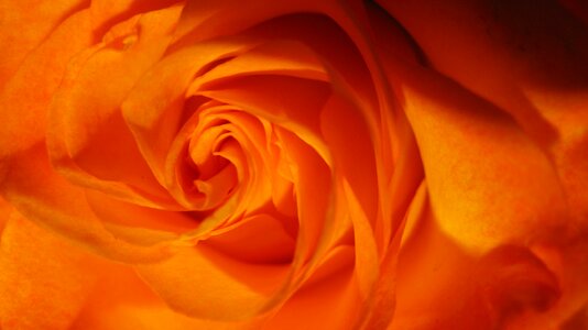 Love rose bloom flora