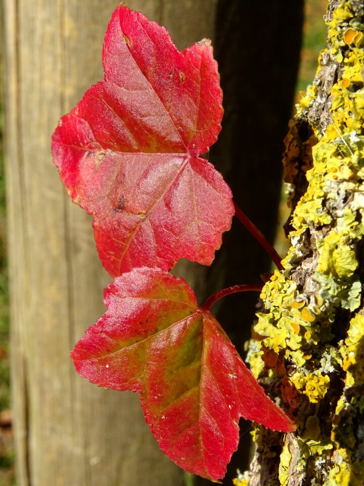 Tree nature plant