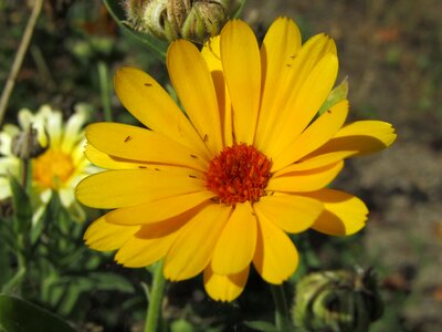 Zoom garden marigold photo