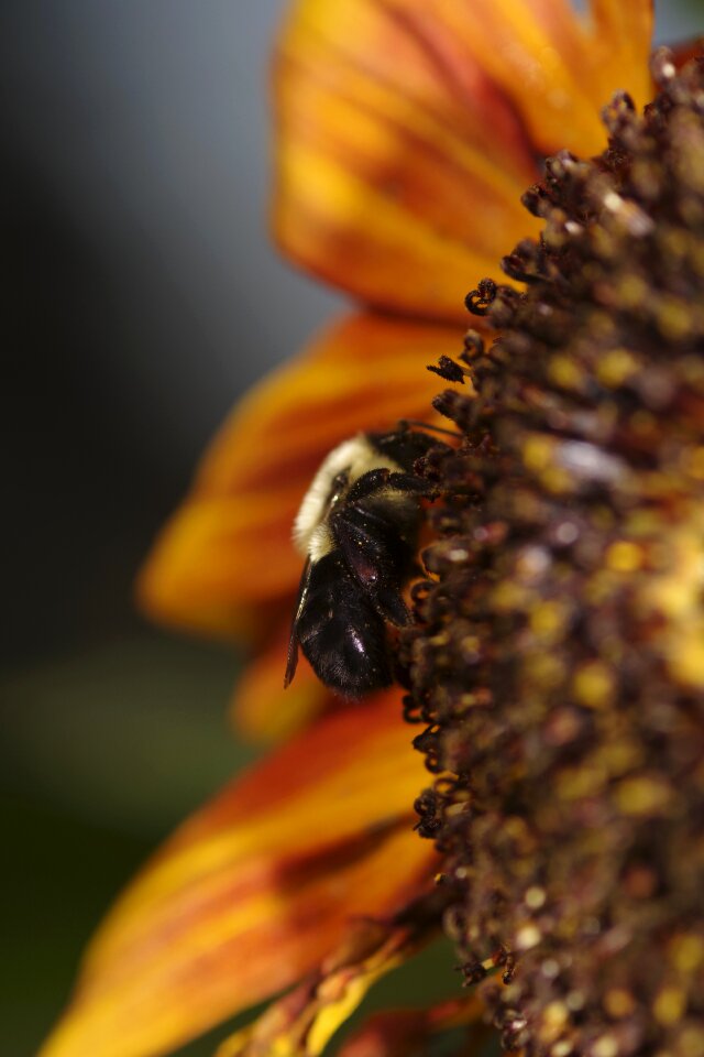 Brown sunflower brown bee