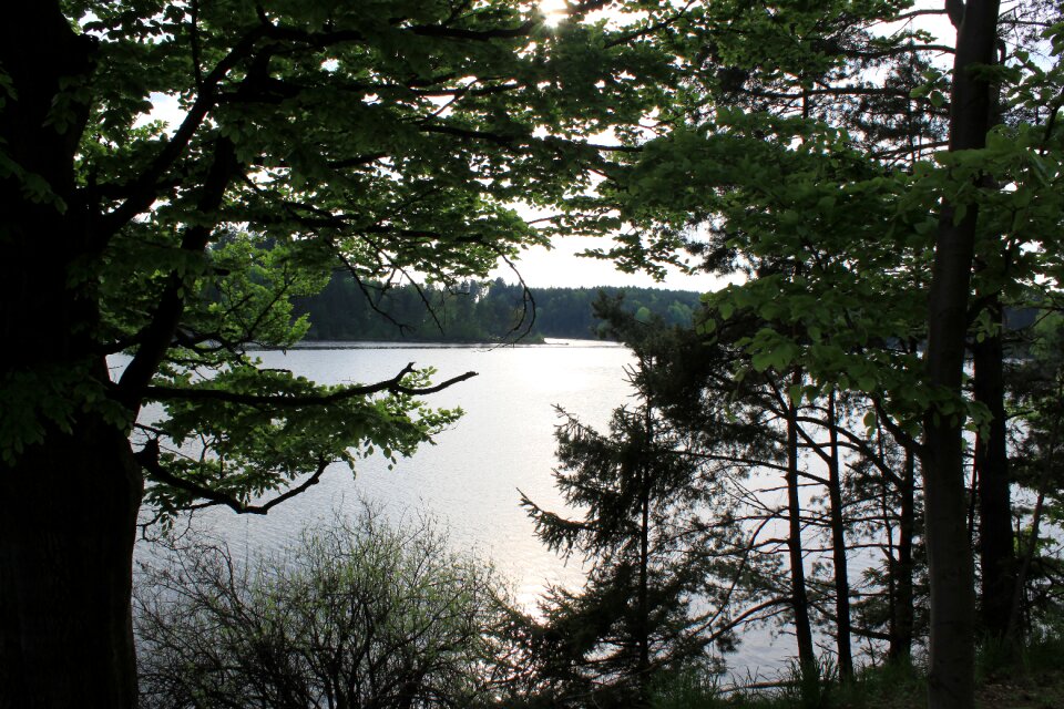 Waters forest rest