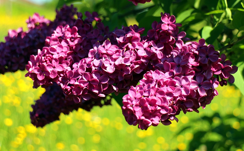 Ornamental shrub close up flowers