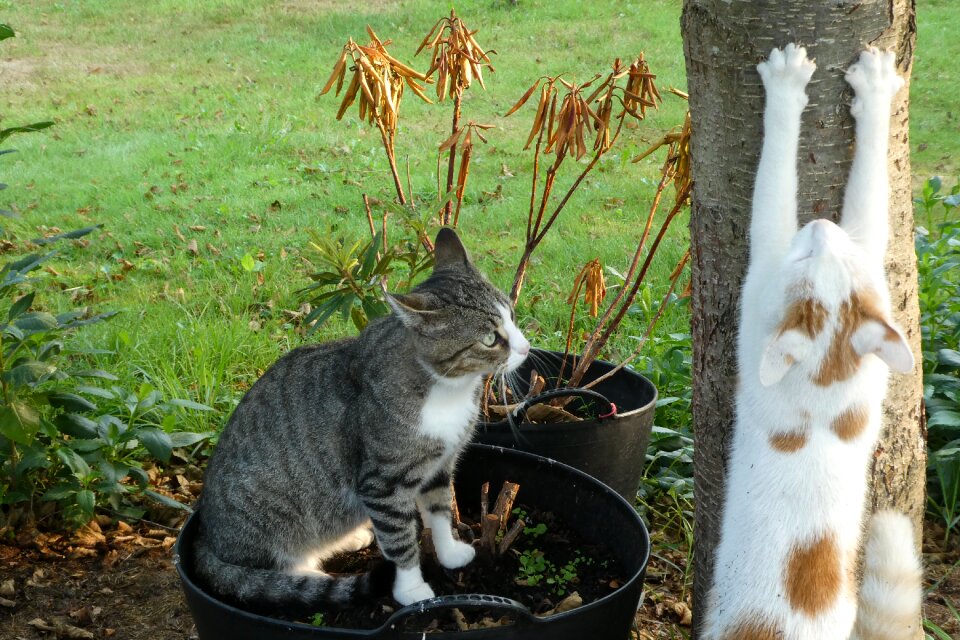 Pet animal domestic cat