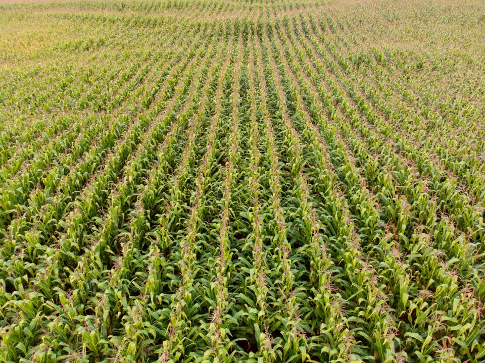 Cereals kukuruz food