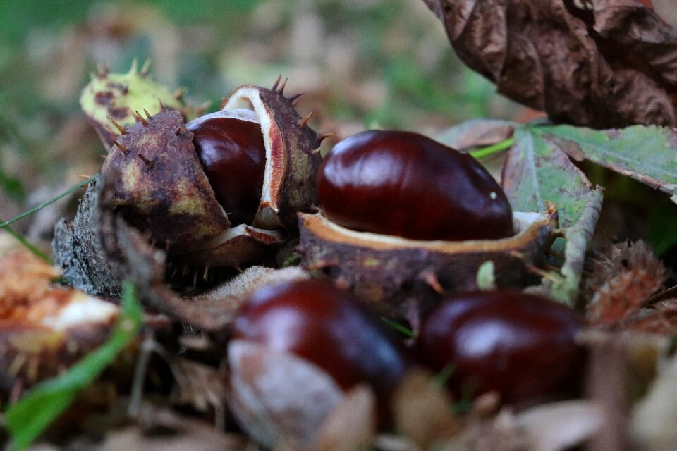 Prickly autumn fruit buckeye