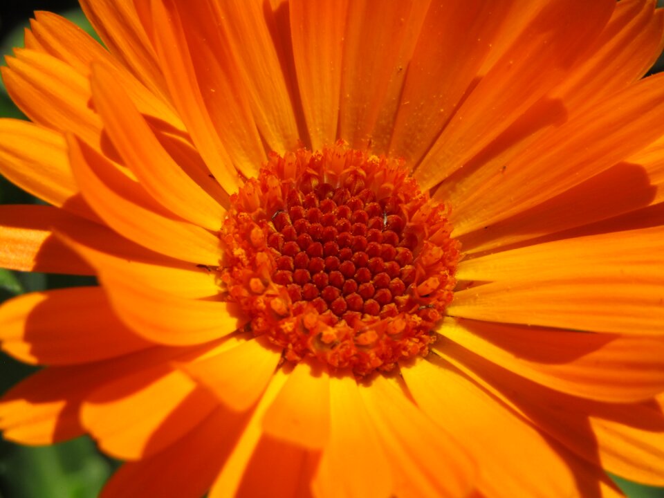 Zoom nature garden