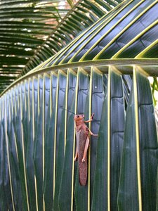 Locust leaf