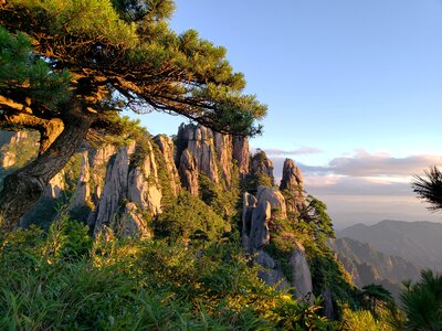 The mountains mountain view pine tree
