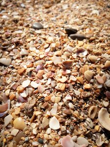 Beach seashells sand