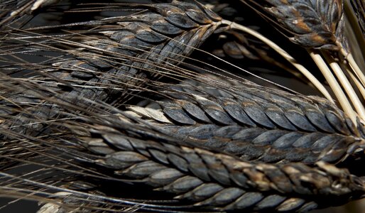 Agriculture harvest grain