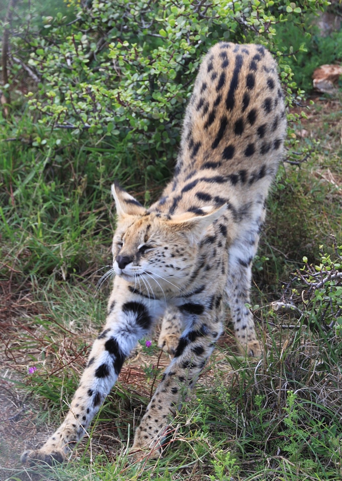Predator animal wild