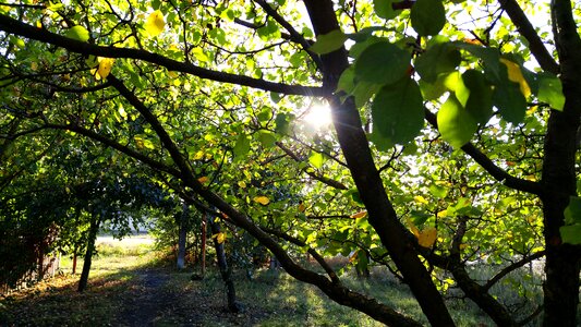 Path autumn