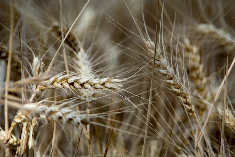 Agriculture harvest grain
