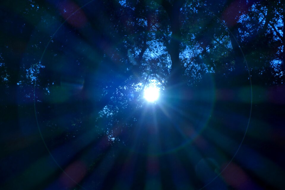 Nature forest trees