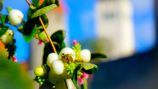 Nature pollen bloom